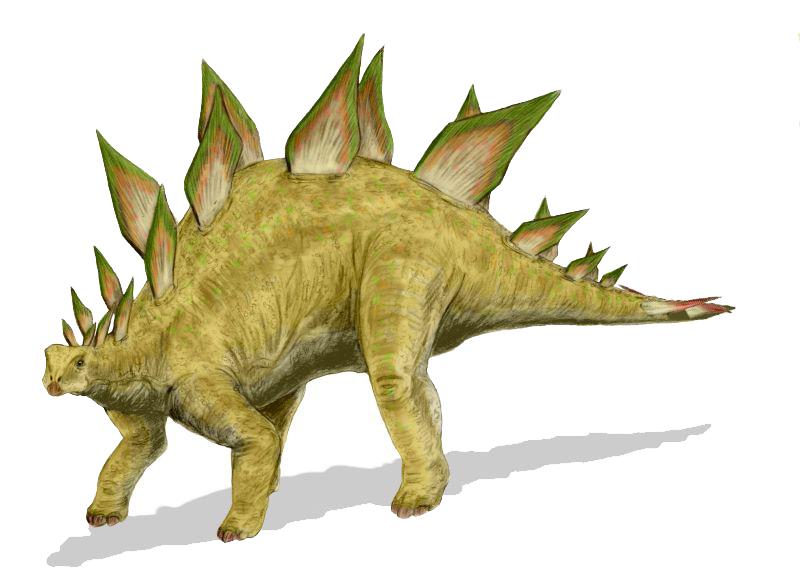 Stegosaurus — Wikipédia