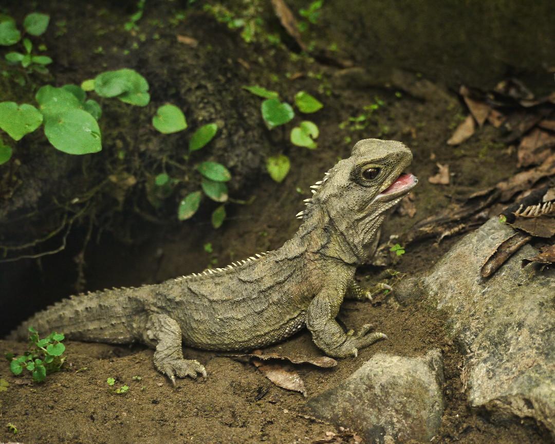 Tuatara - Wikipedia