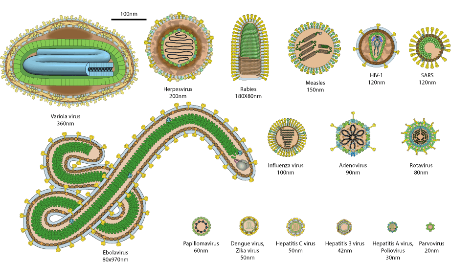 Maladie virale — Wikipédia