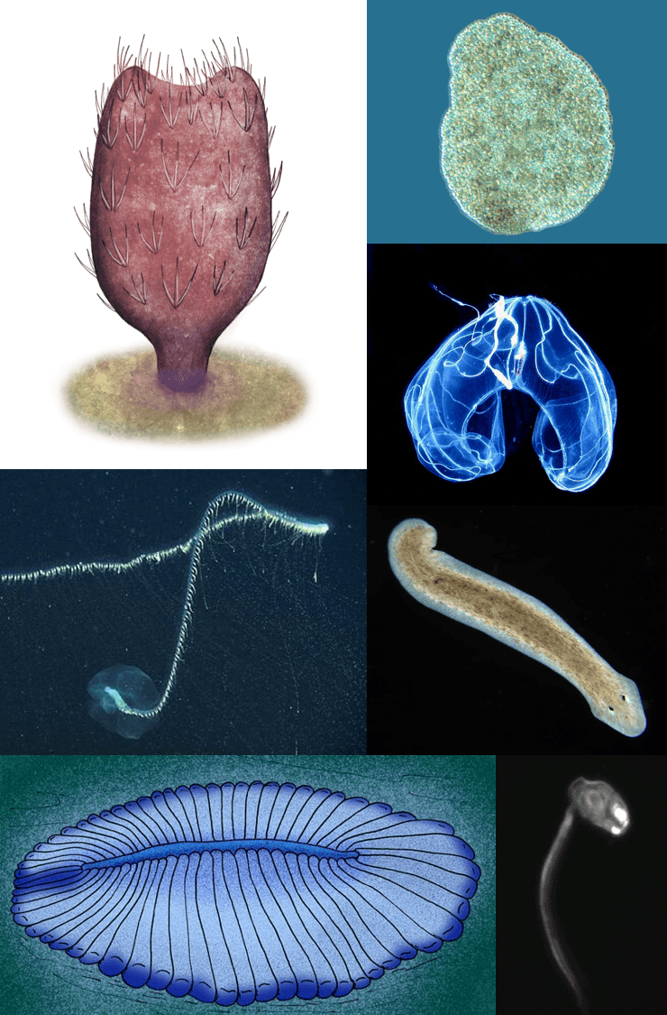 Eumetazoa - Wikipedia