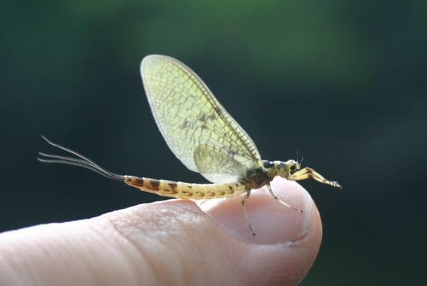 Ephemeroptera — Wikipédia