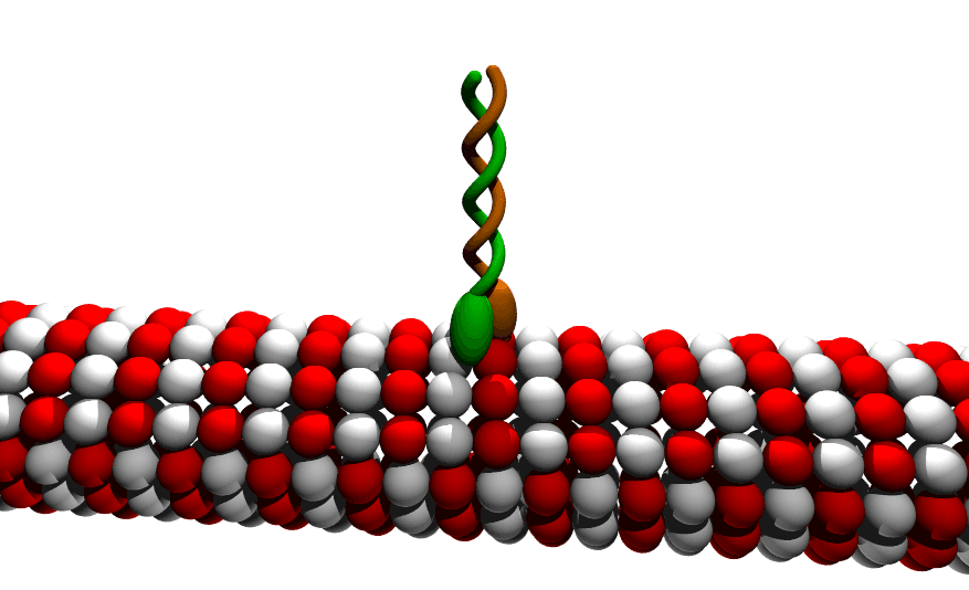 Kinésine — Wikipédia