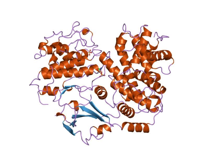 Cyclin-dependent kinase inhibitor protein - Wikipedia