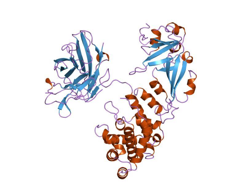 Diphtheria toxin - Wikipedia