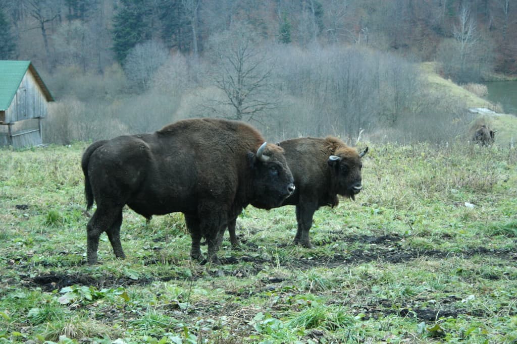 Bison — Wikipédia