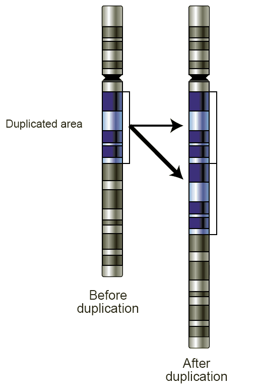 Copy number variation - Wikipedia