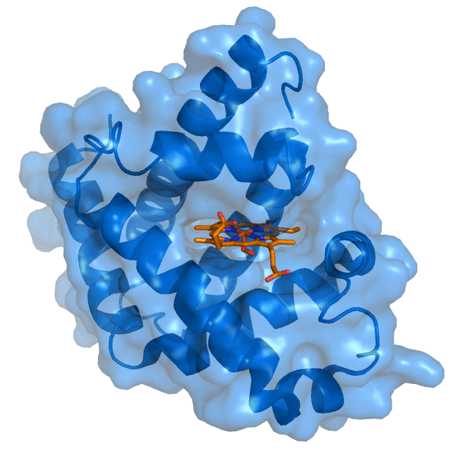 Ligand (biologie) — Wikipédia