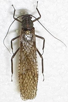 Plecoptera — Wikipédia