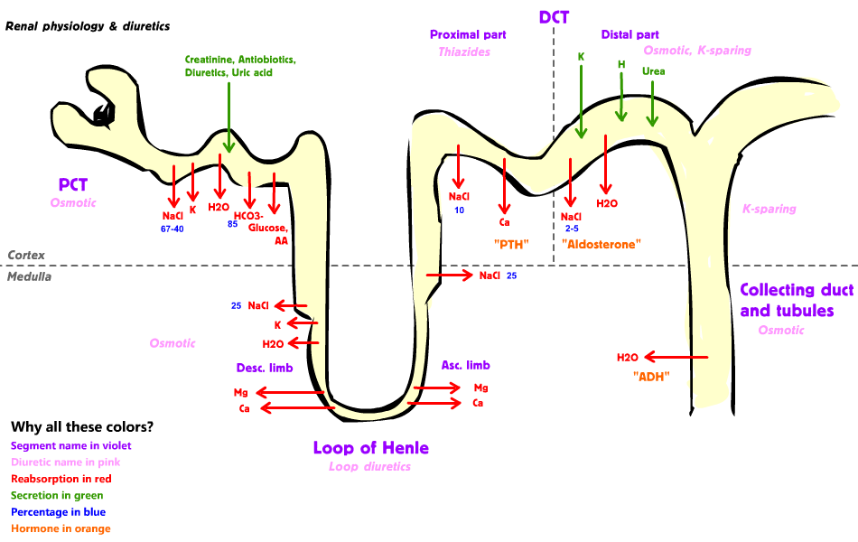 Renal physiology - Wikipedia