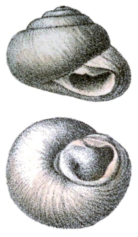 Sphincterochila zonata — Wikipédia