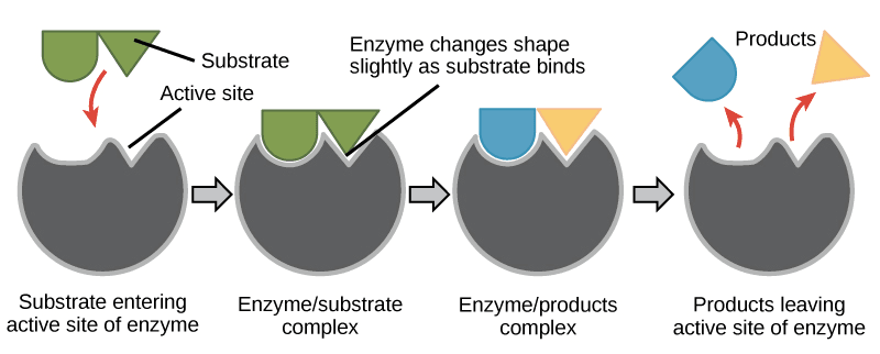 Substrat enzymatique — Wikipédia