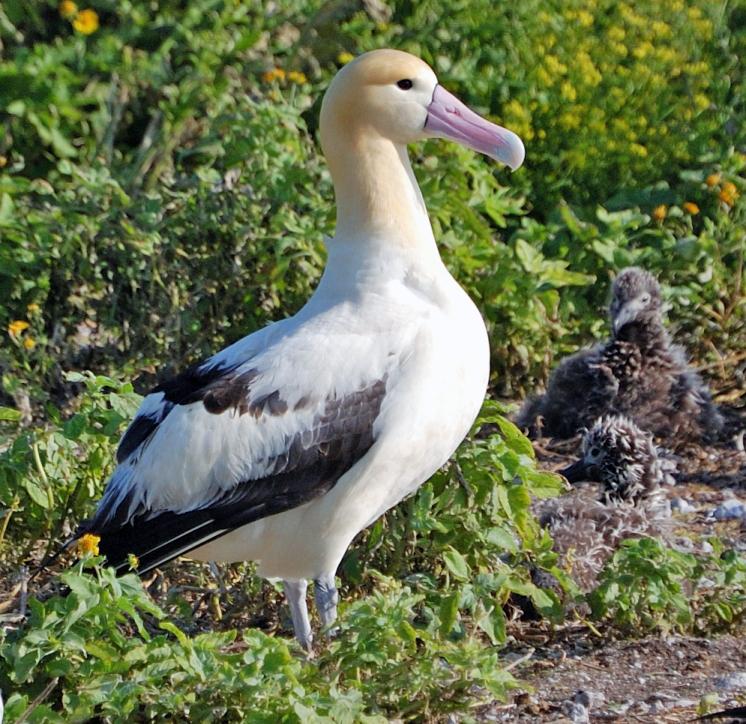 Albatross - Wikipedia