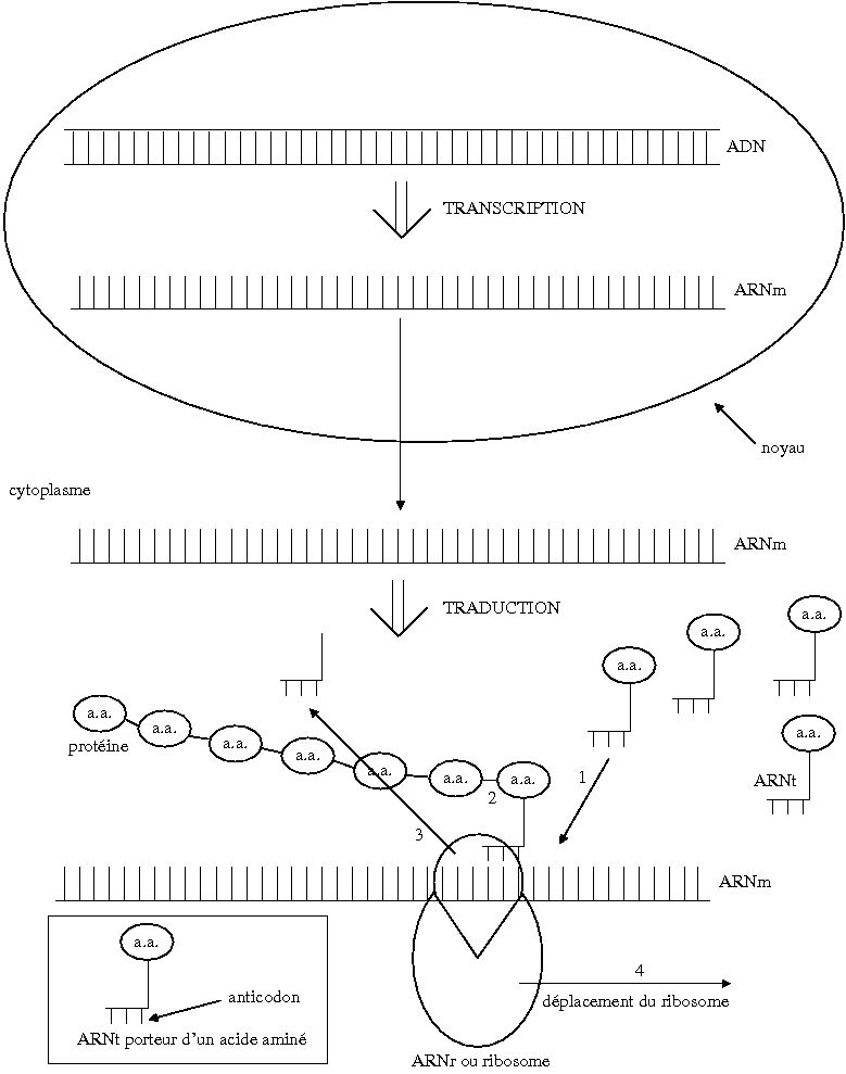 Transcription (biologie) — Wikipédia