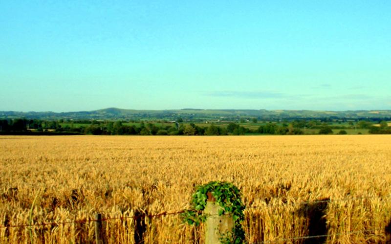 Arable land - Wikipedia