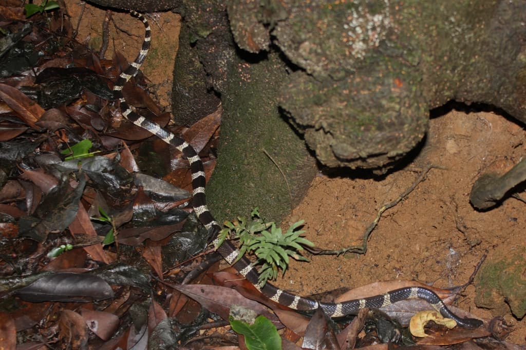 Bungarus multicinctus — Wikipédia