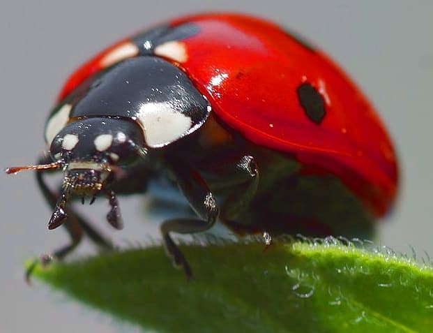 Coccinellidae — Wikipédia