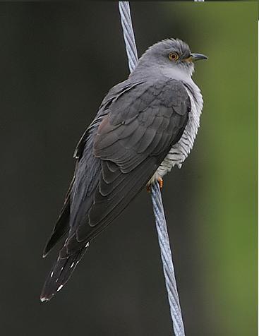 Coucou gris — Wikipédia