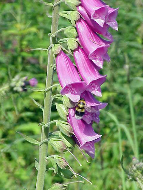 Digitalis - Wikipedia