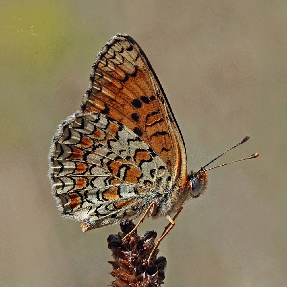Nystagmus — Wikipédia