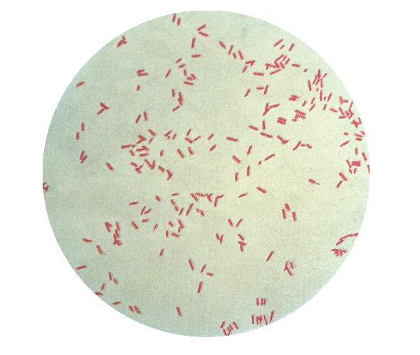 Pseudomonas — Wikipédia