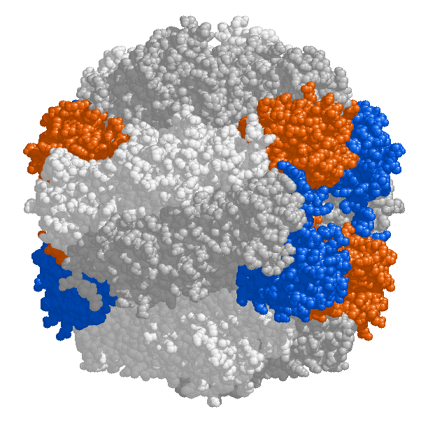 Rubisco — Wikipédia