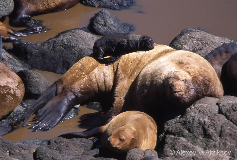 Steller sea lion - Wikipedia