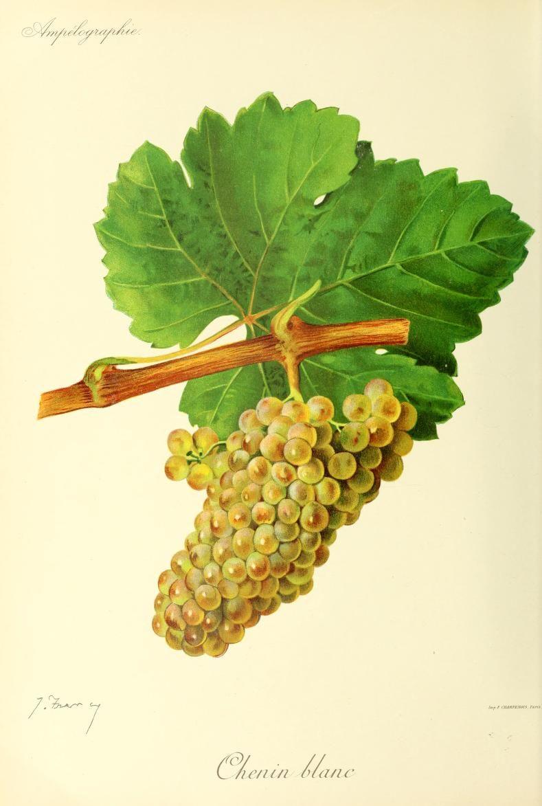 Chenin — Wikipédia