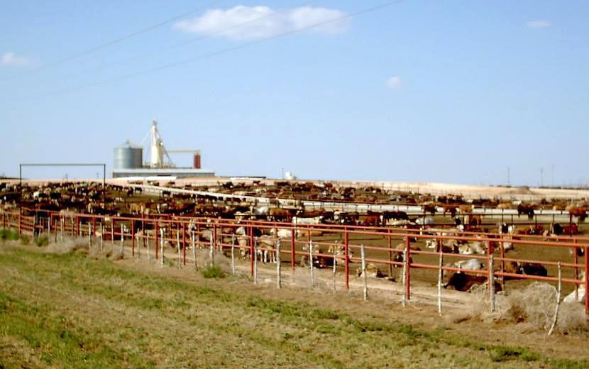 Feedlot - Wikipedia