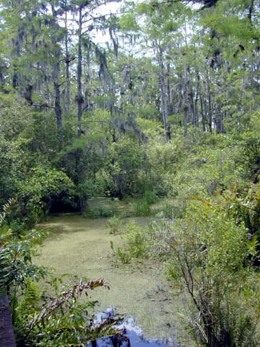 Swamp - Wikipedia