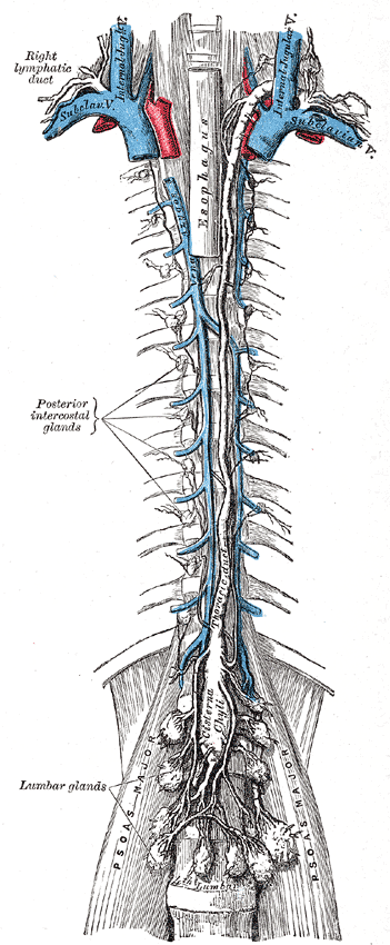 Conduit thoracique — Wikipédia