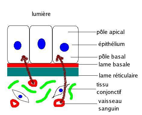 Membrane basale — Wikipédia