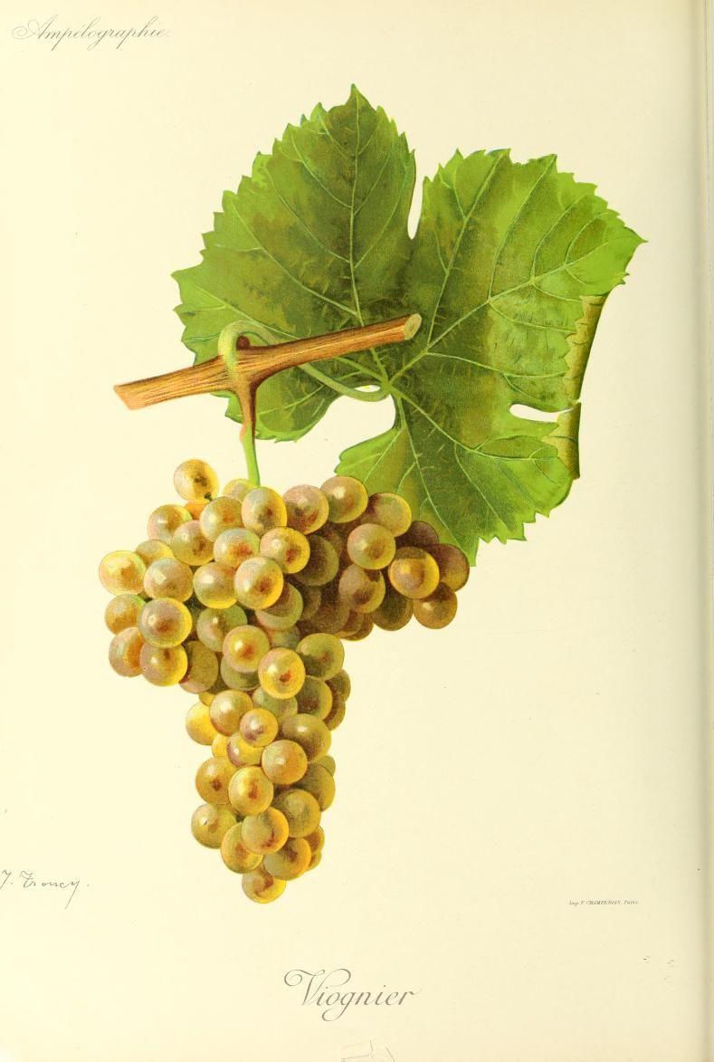 Viognier — Wikipédia