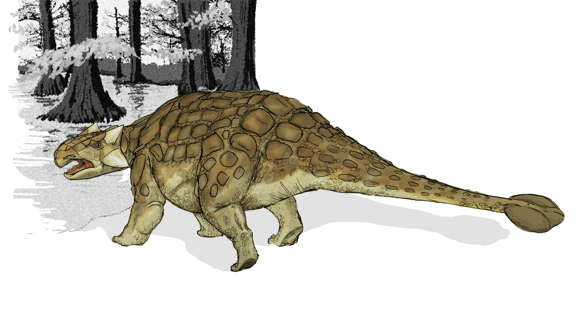 Ankylosaurus — Wikipédia