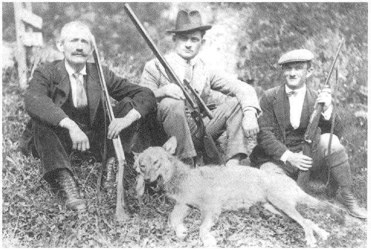 Chasse au loup — Wikipédia