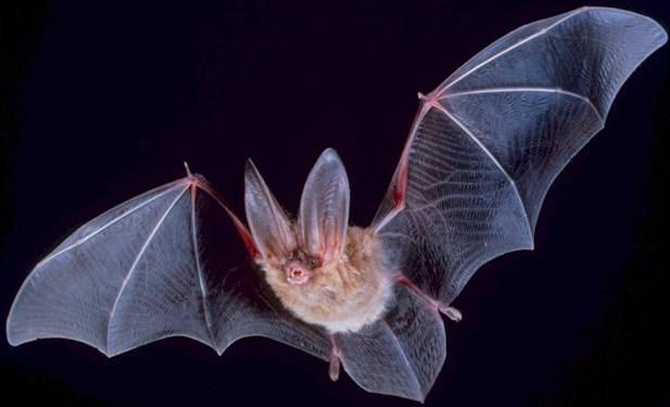 What Is It Like to Be a Bat? - Wikipedia