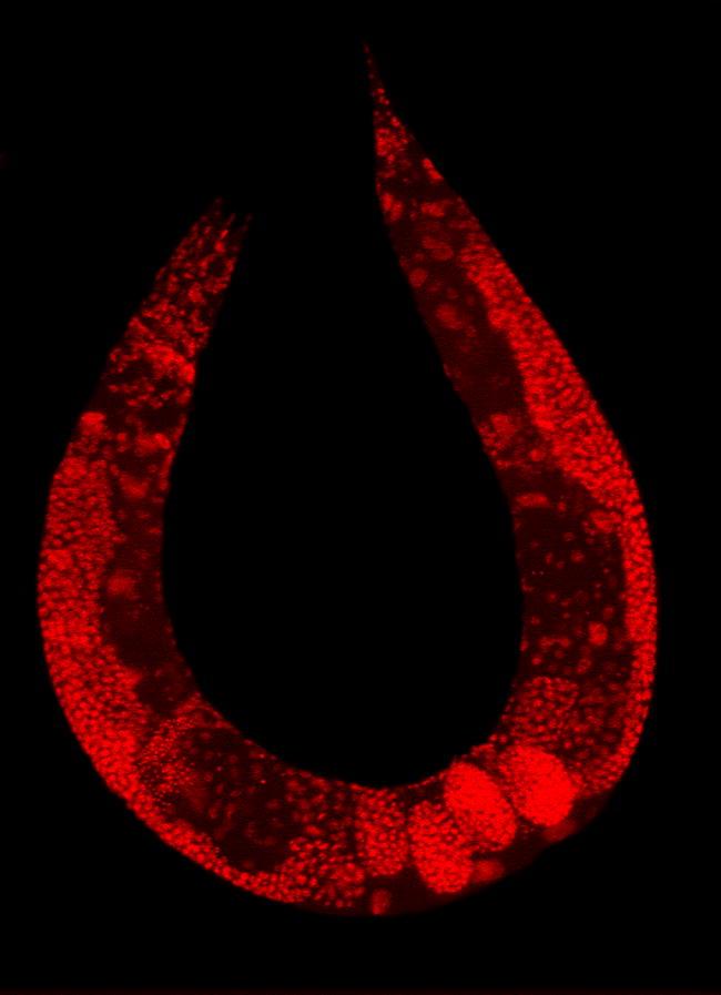 Multicellular organism - Wikipedia