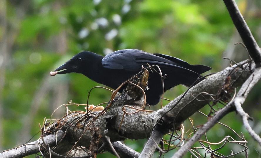 New Caledonian crow - Wikipedia