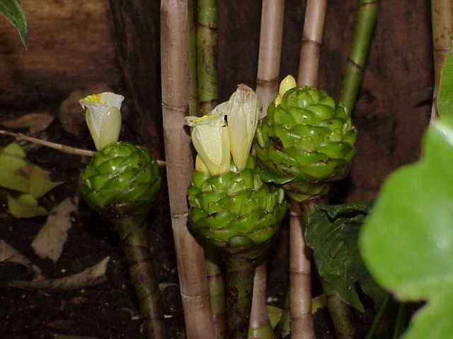 Costaceae — Wikipédia