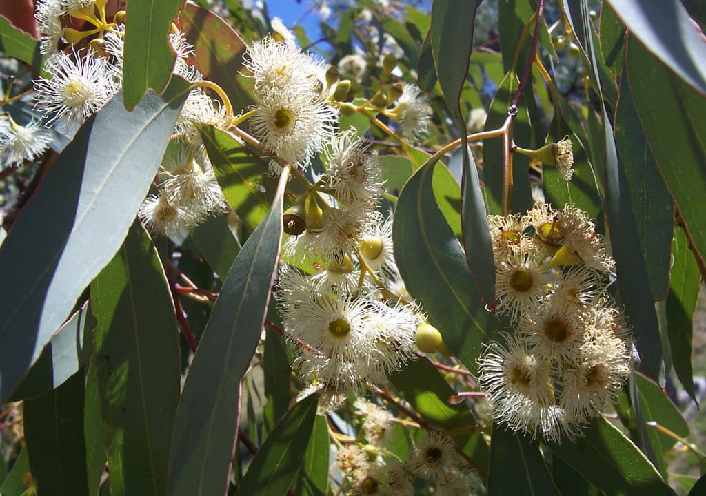 Eucalyptus — Wikipédia