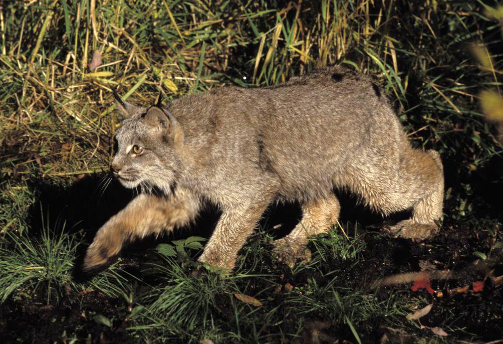 Lynx du Canada — Wikipédia