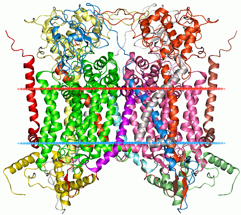 Cytochrome b - Wikipedia