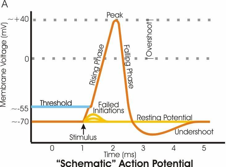 Hyperpolarization (biology) - Wikipedia