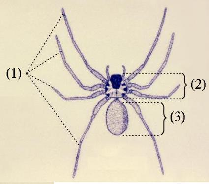 Céphalothorax — Wikipédia