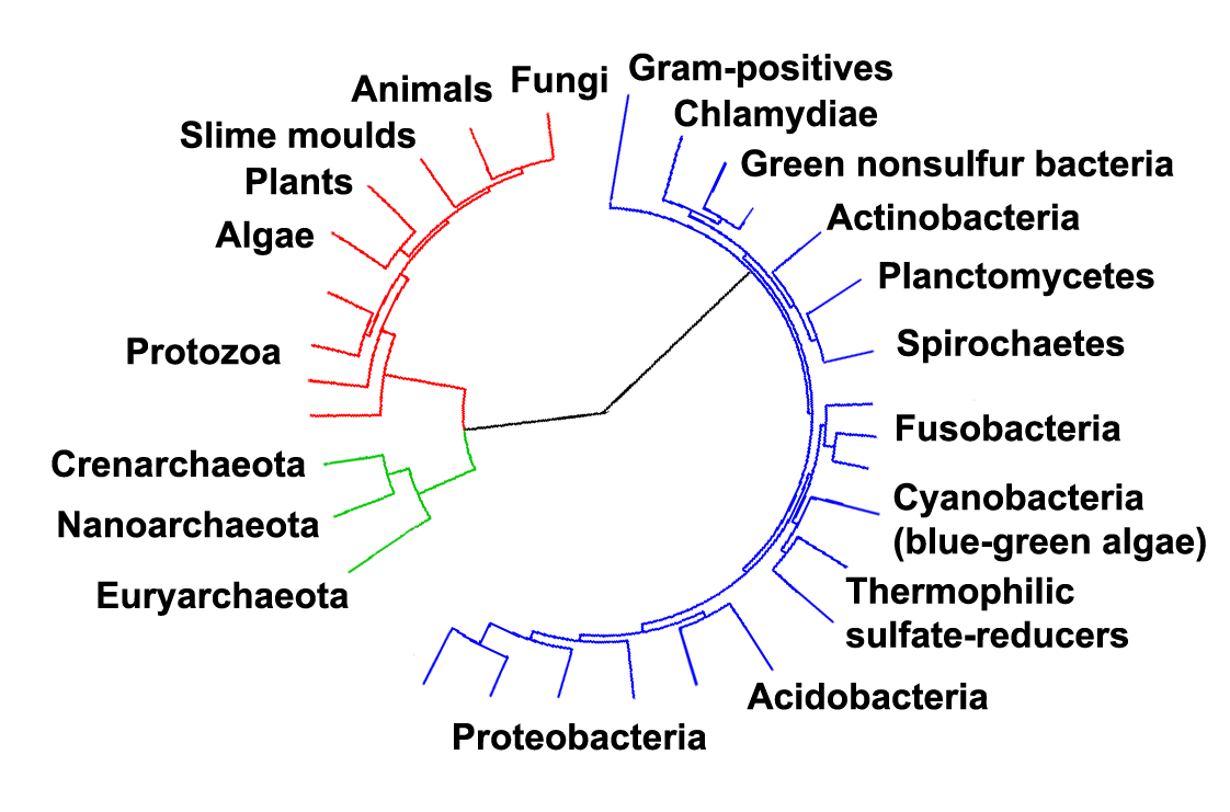 Phyla bactériens — Wikipédia