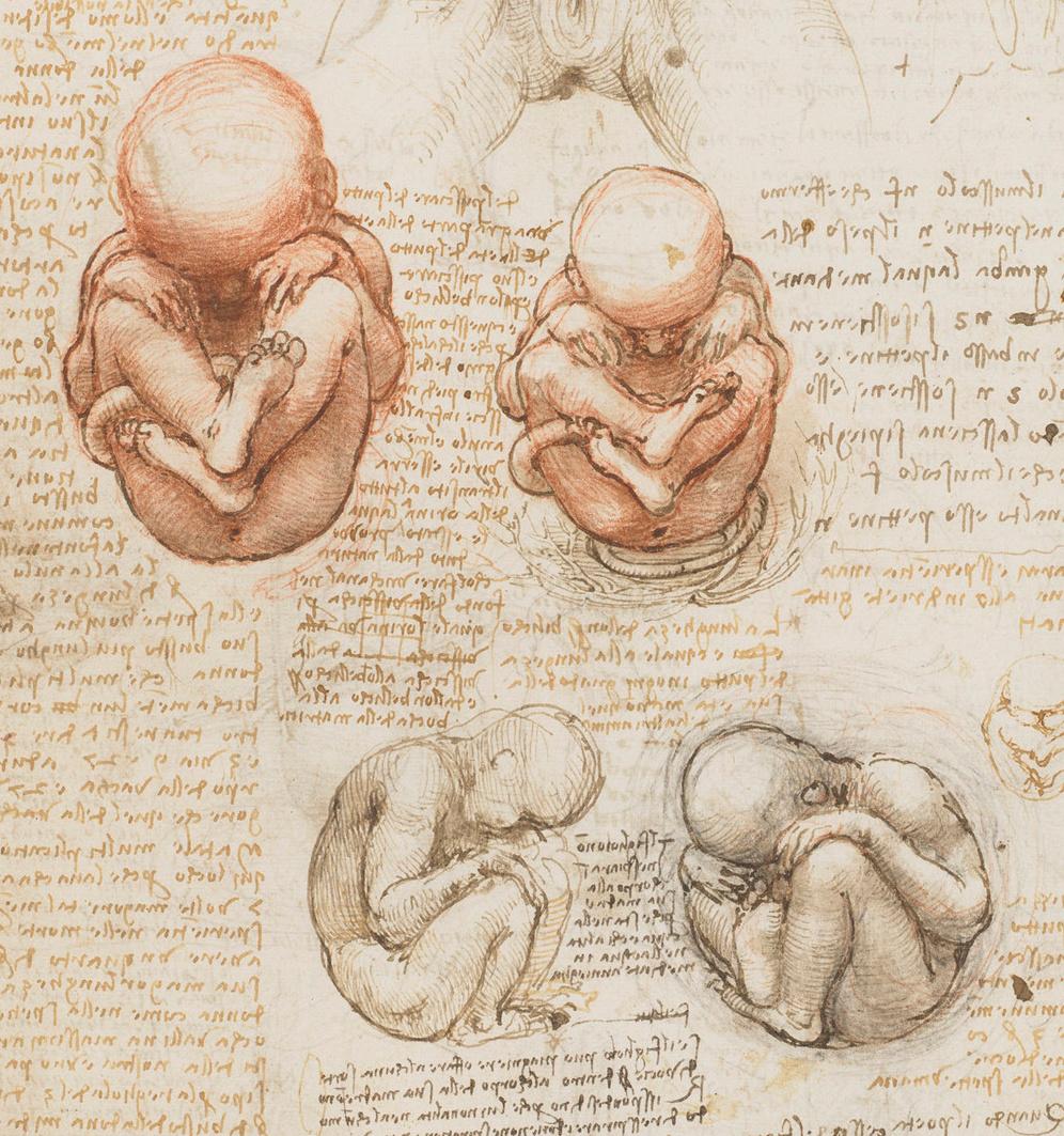 Biologie du développement — Wikipédia