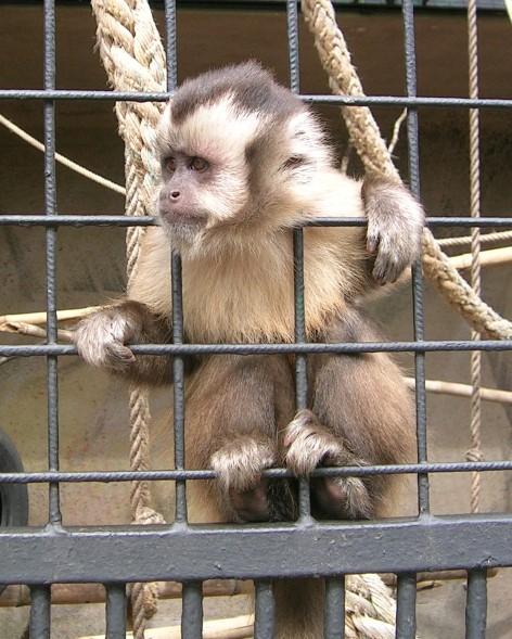 Captivity (animal) - Wikipedia