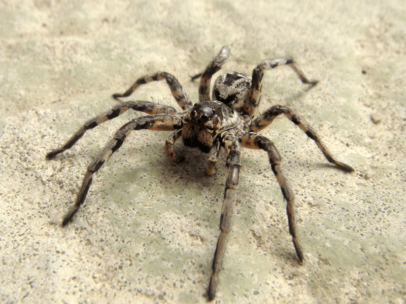 Lycosidae — Wikipédia