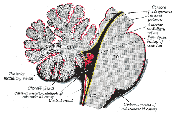 Choroid plexus - Wikipedia