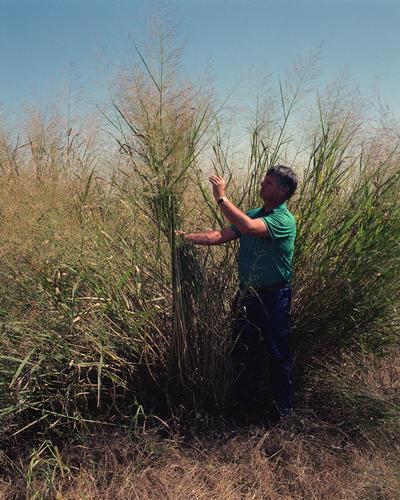 Panicum virgatum - Wikipedia