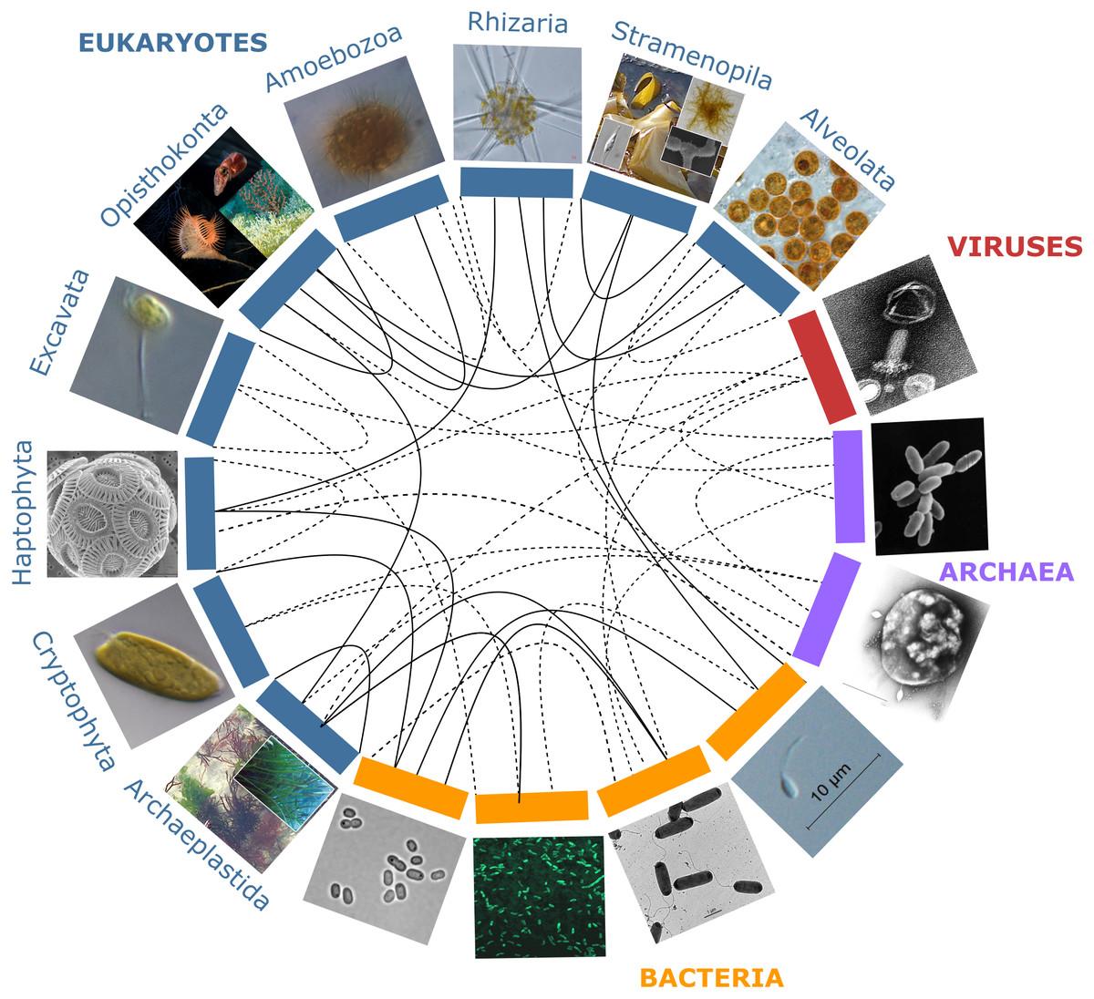 Holobionte — Wikipédia